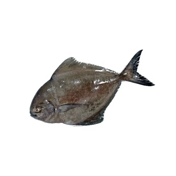 Whole Round Frozen Black Pomfret Fish