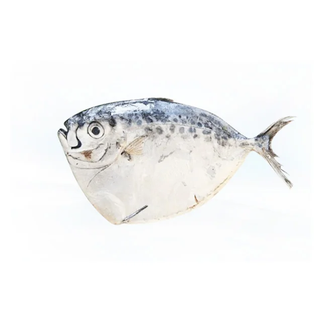Competitive Price For Import Export Seafood Frozen Moonfish On Sale