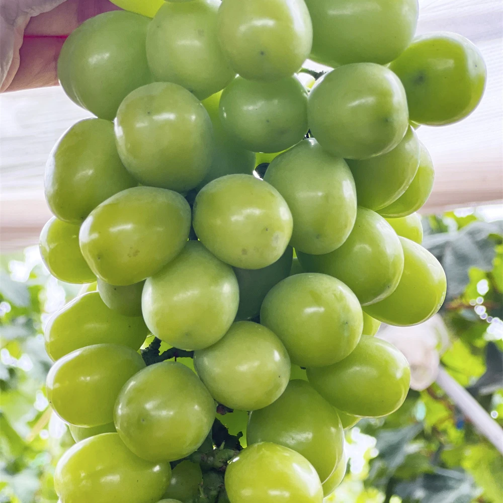 High Quality New Fruits Fresh Seedless Grapes