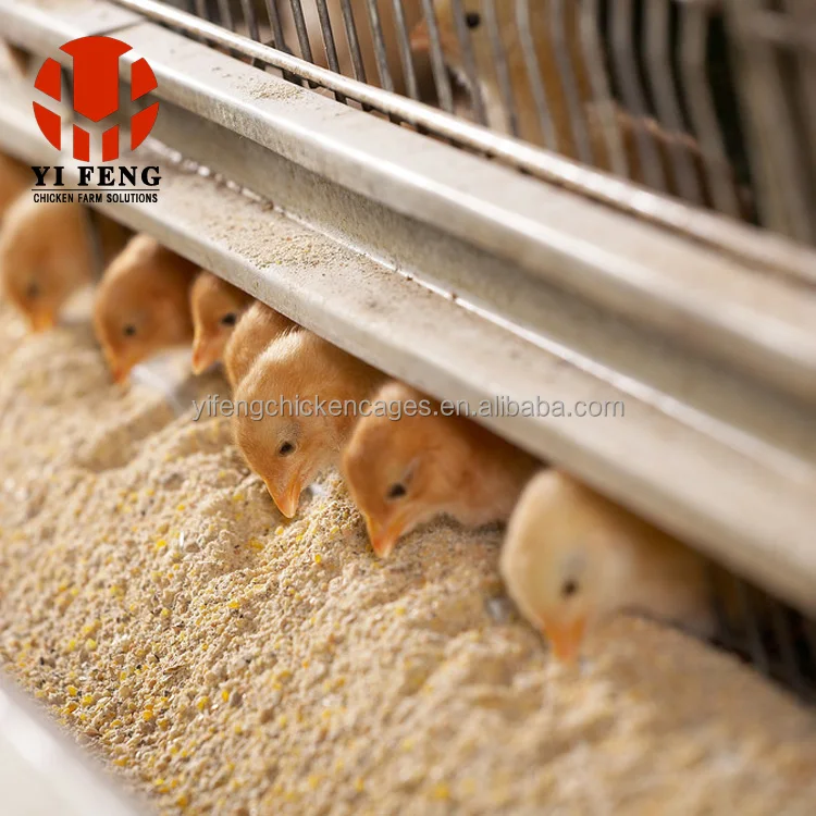 H Cages for Chickens Layer Cage for Chicken Automatic Poultry Farming Equipment Chicken Cages