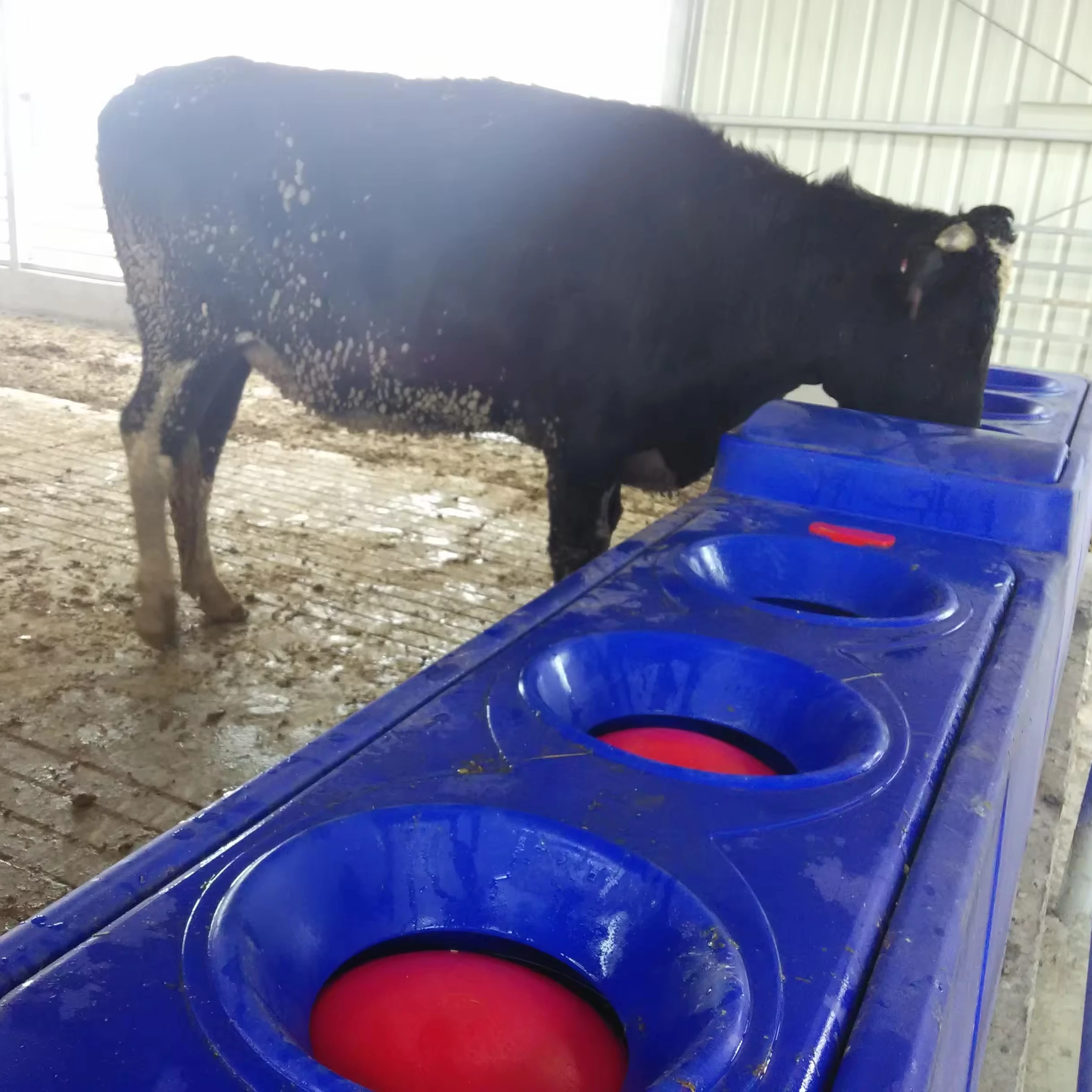 Drinking Trough Feeding Plastic Drinker Automatic Heating Large Capacity Cow Water Drinker