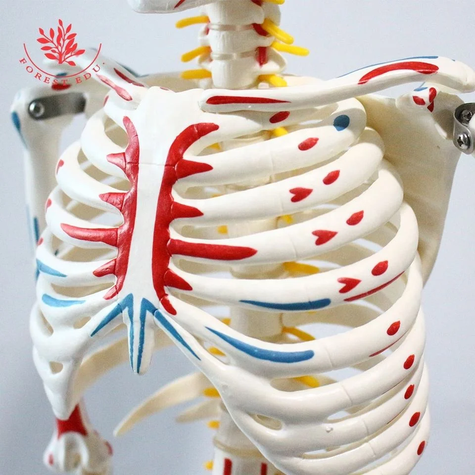 Модель скелета 85 см