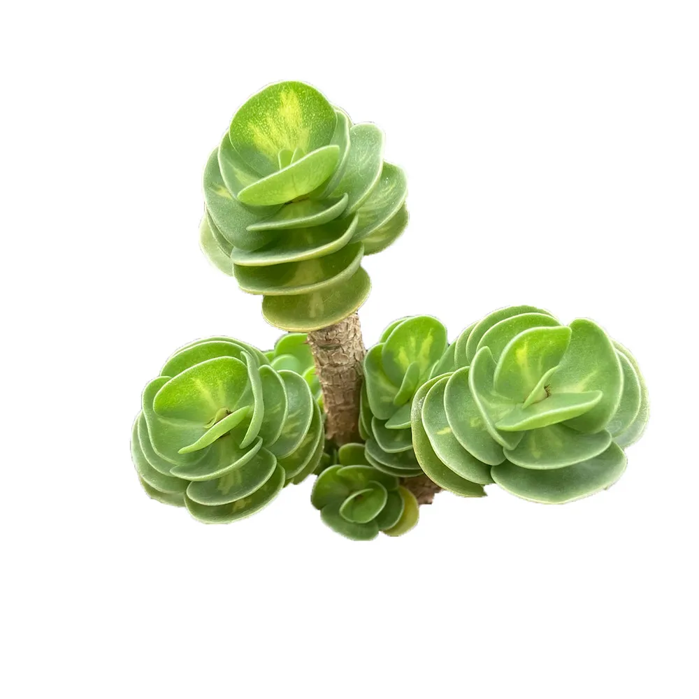 2021 New About15cm Yellow Green Living Plants Succulent Planter Pot for Ornamental Bonsai Plants