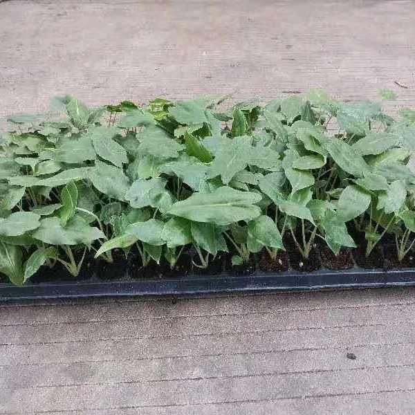 Культура ткани Новые Растения Далянь