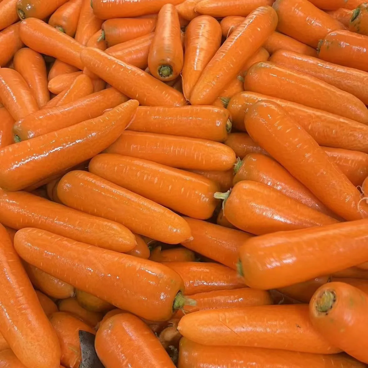 Premium Fresh Vegetable Fresh Carrots in Bags All Specifications of Fresh Carrots