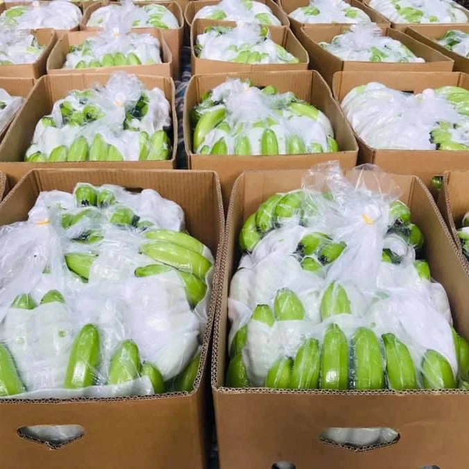 HIGH QUALITY BANANA, GOOD FRUIT FOR HEALTH