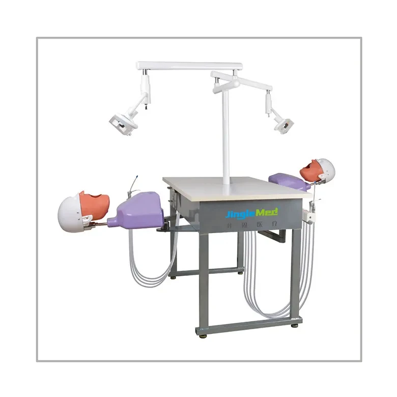 Adjustable dental simulator phantom head dental care model dental models