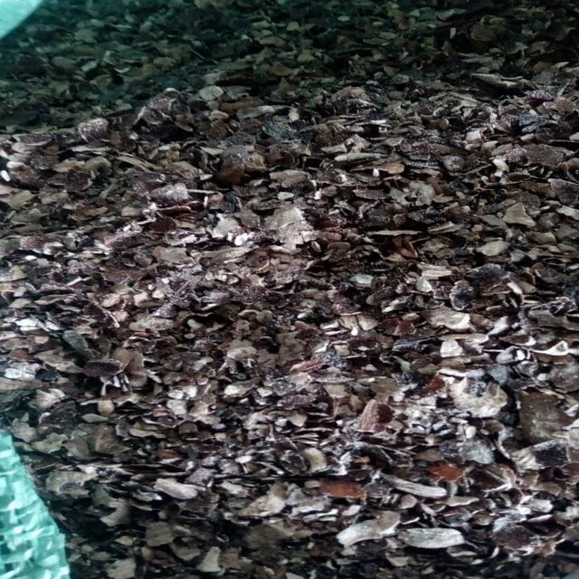 WHOLESALE DRIED CASHEW HUSK POWDER/ CASHEW SHELL NUT WASTE, VIETNAM CASHEW HUSK