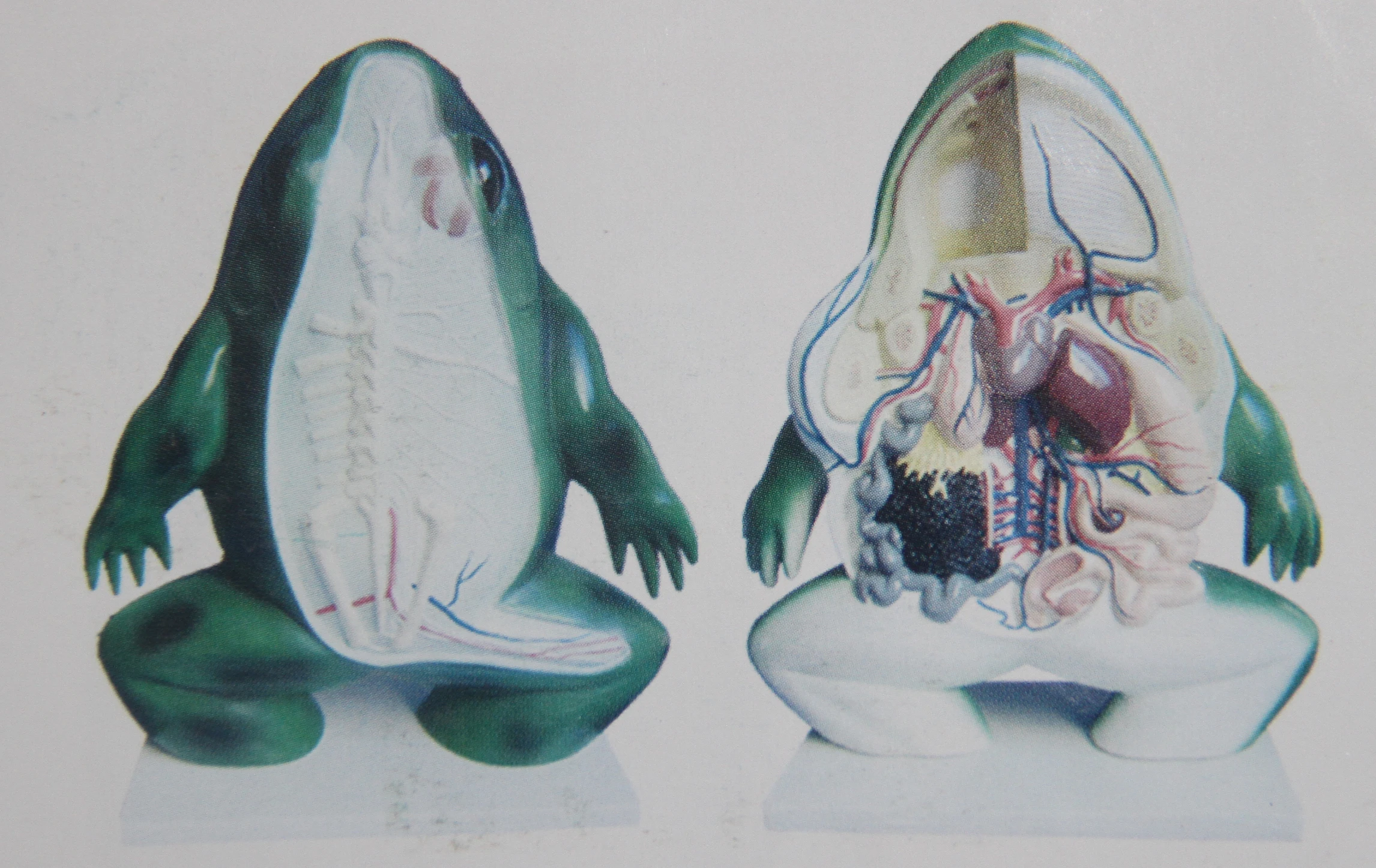 frog anatomical model anatomy models of animals