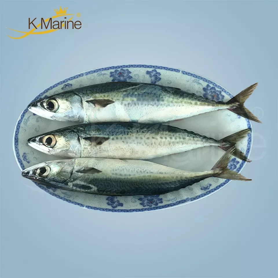 Морская замороженная скумбрия лучшего качества