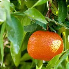 Bulk Manufacturer Pure Mandarin Oil For Scented Candle Making