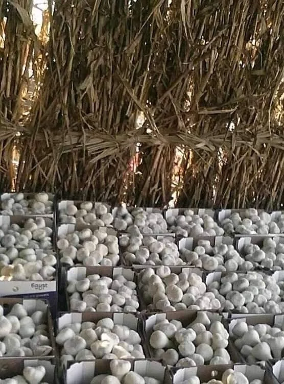 Свежий белый чеснок-красный