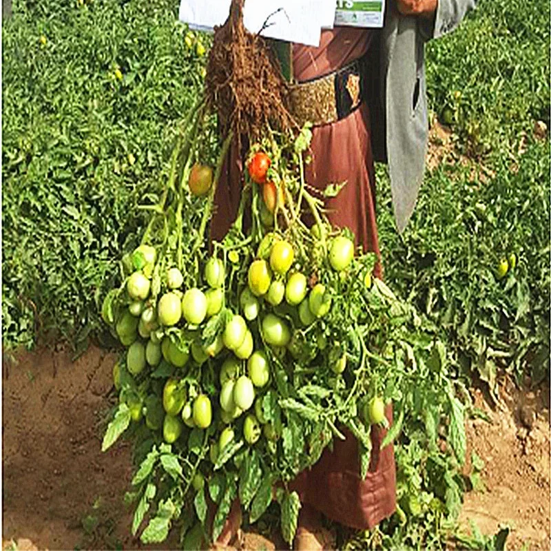 
From China, Processing Hybrid Tomato seeds 