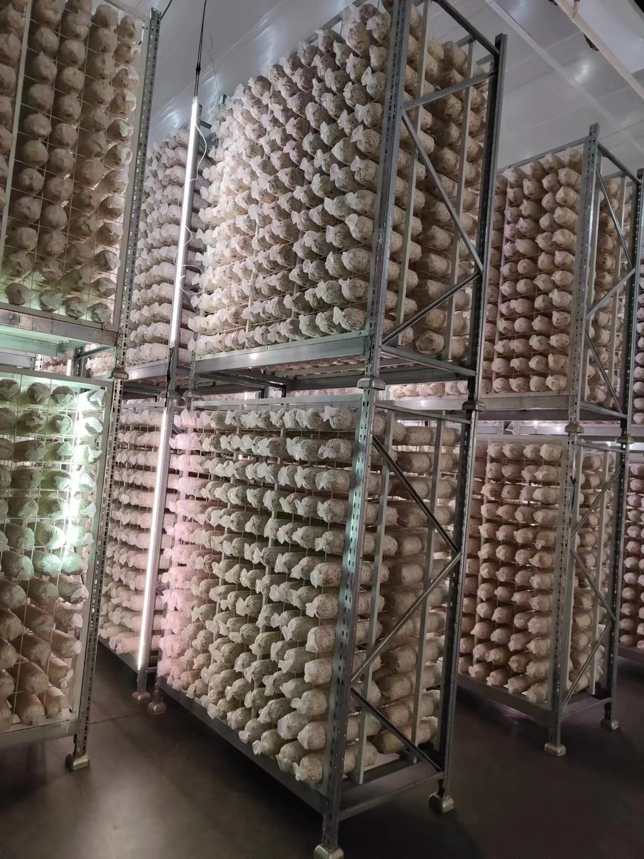 Exotic Chinese Factory Growing Flower Fresh Shiitake Mushroom Wholesale Price
