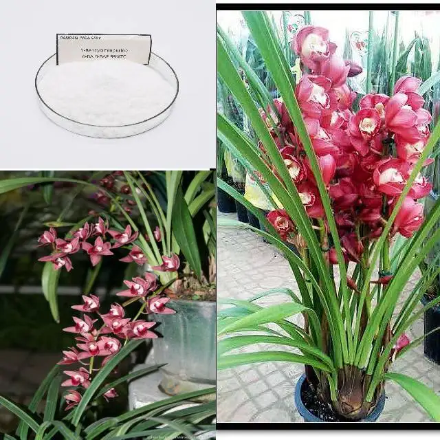 
pgr 6 benzylaminopurine 6 ba 98%TC 99%tc with good effect and quality 