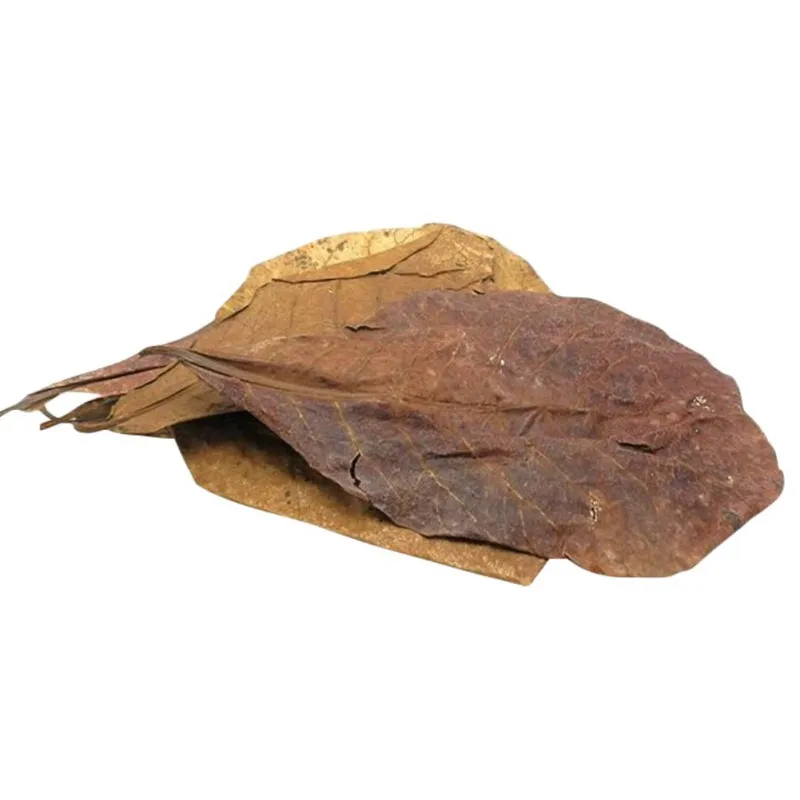 
50pcs Natural Olive Terminalia Catappa Leaf Fish Tank Aquarium Lower PH Level Water Quality Accessories Home Decor 