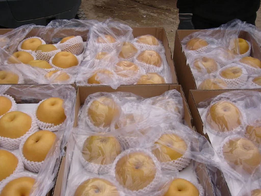 Fengshui Pear High Quality in Bulk Wholesalers from China