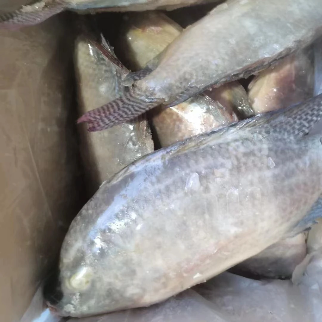 wholesale seafood frozen whole round Tilapia fish