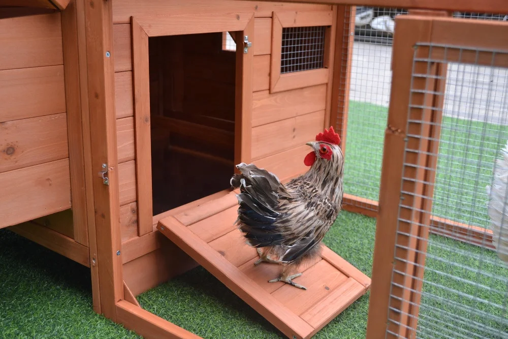 wooden chicken coop