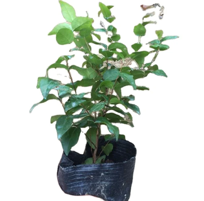 Новая поставка, Eugenia uniflora, Детские Растения для посадки