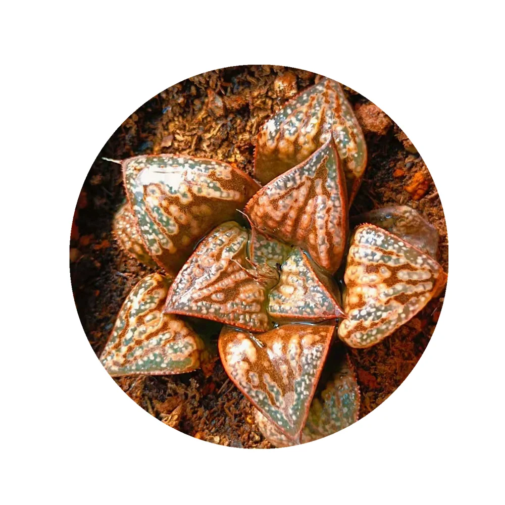 
Натуральные Редкие горячие продажи, мини-суккуленты, хаутерия великолепные, Hanaaoi бонсай, комнатное растение, древесное растение 