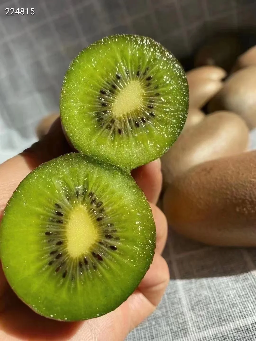 Fresh Kiwi fruit green Hayward wholesales