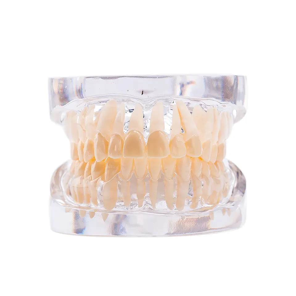 Цена по прейскуранту завода-изготовителя зубная образовательная стандартная модель зубов взрослых для продажи