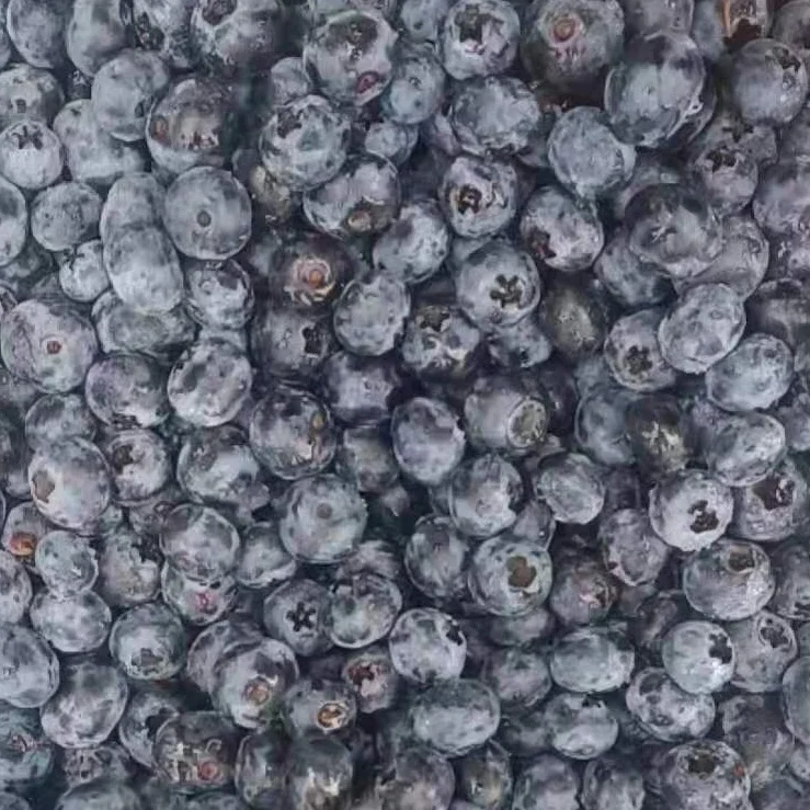 Good Taste IQF Fruits Frozen Whole Blueberry