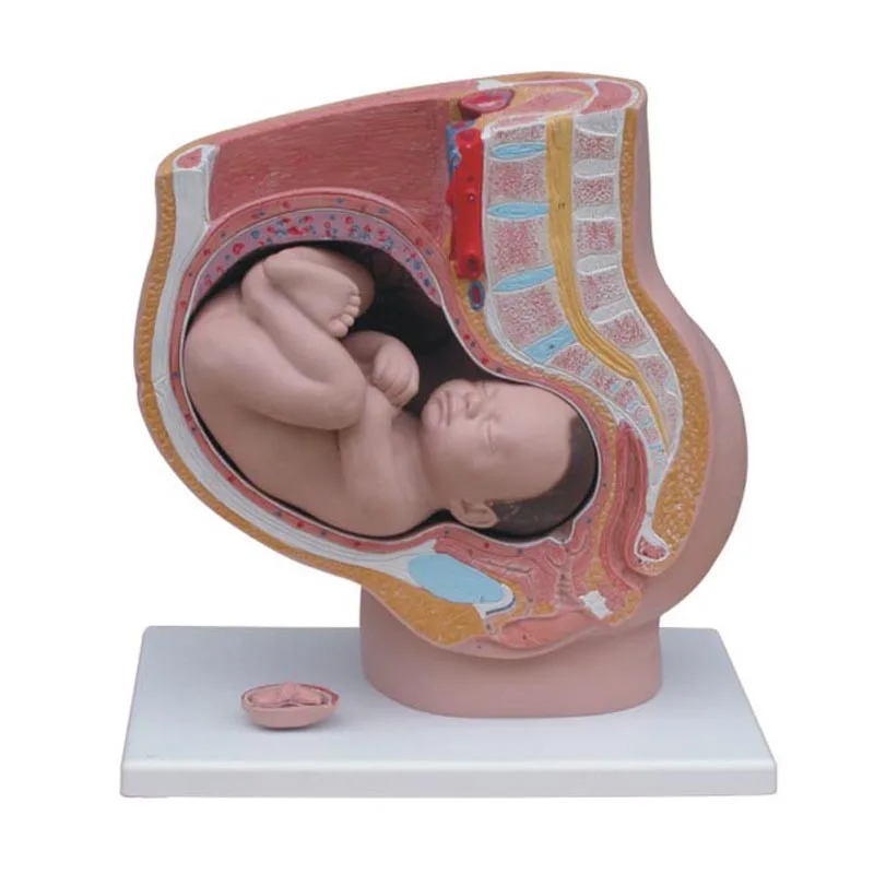 Female sagittal anatomical model