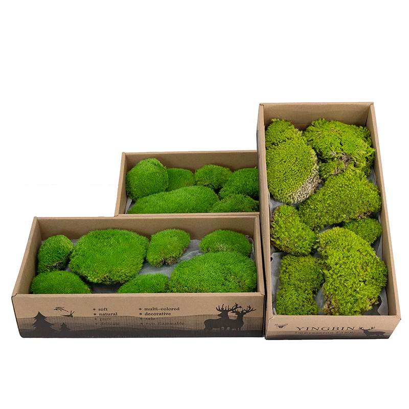 Premium Natural Green Decorative Real Pillow Moss Bun Moss Preserved Pole Moss musgo preservado