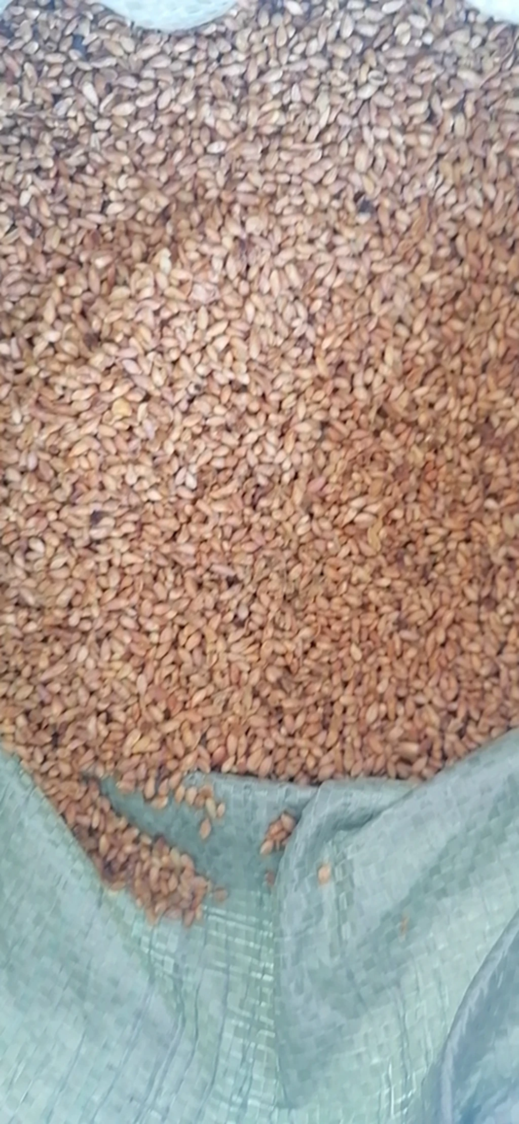 Shi Liu Zi Natural Raw Dried Pomegranate Seed Not Extract for Sale