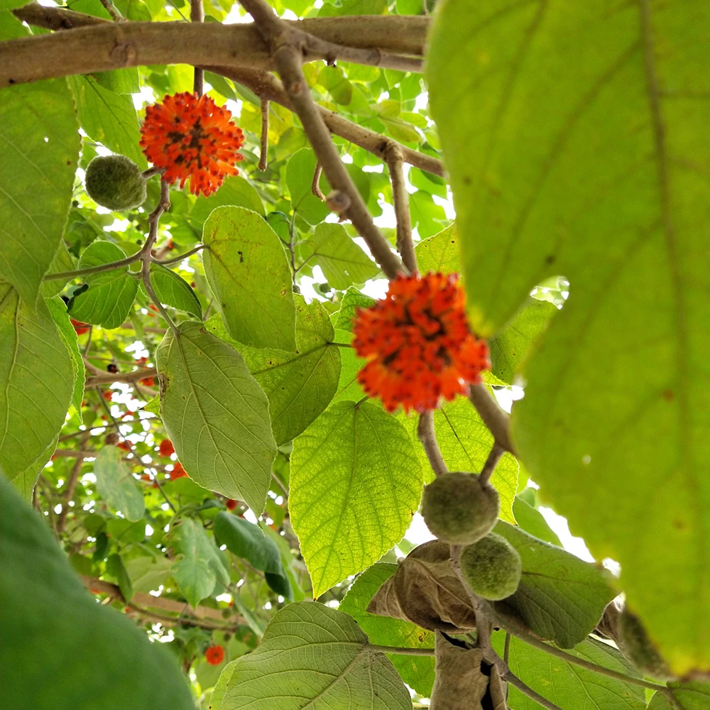 New premium bulk FRUCTUS BROUSSONETIAE Broussonetia papyrifera seed for sale