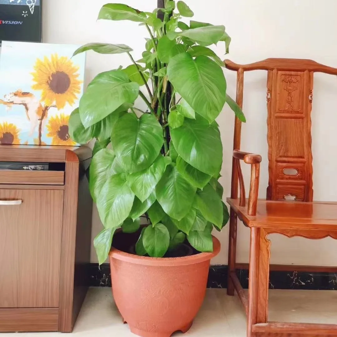 Balcony Garden Patio Large Imitate Copper Flowerpot Plastic Round Lotus Pot