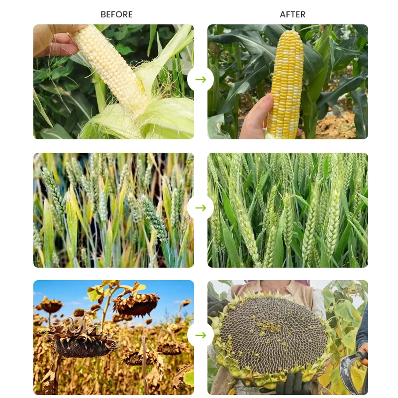 Factory Direct Sales Agricultural Planting Roller Process Compound Fertilizer Npk 12 6 22