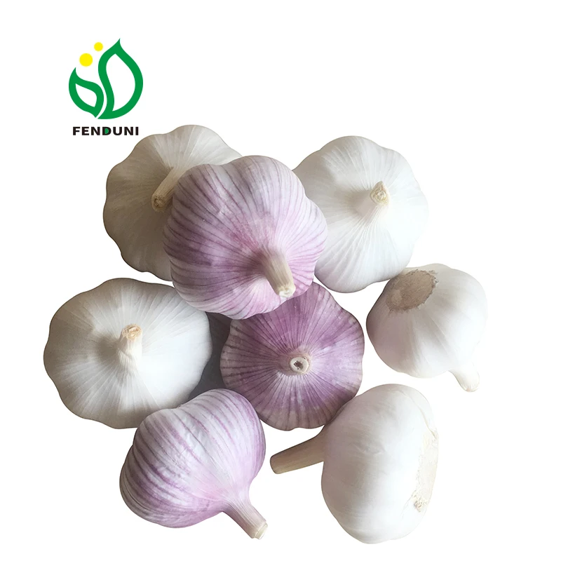 russian garlic