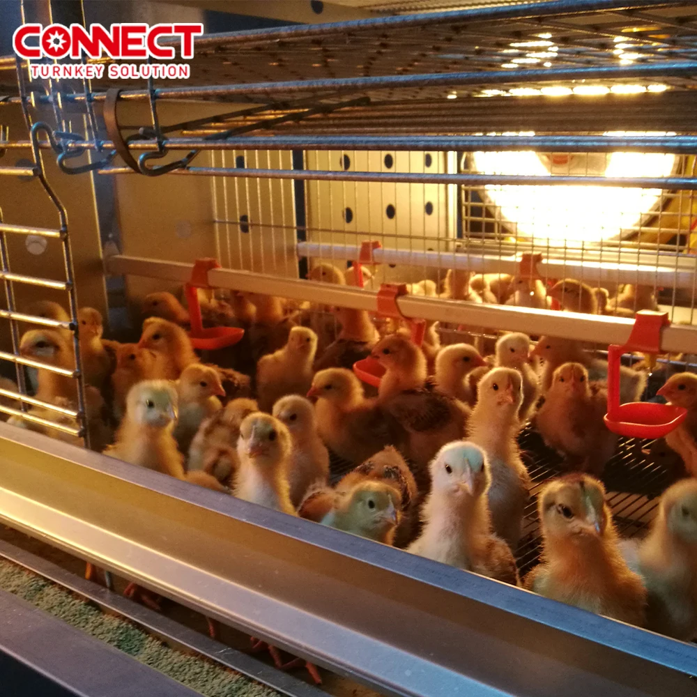 Poultry Farming Feeding management equipment Animal Feeders Coop Machine Automatic Chicken Cage System