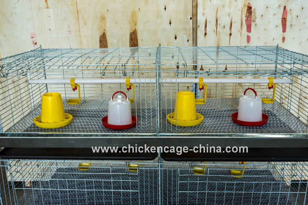 Poultry Chick Birds Baby Cage Chicken
