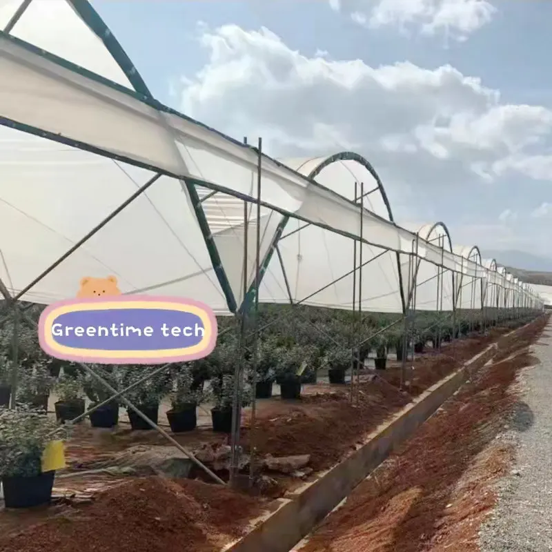 Blueberry plastic film tunnel greenhouse hydroponics system with irrigation