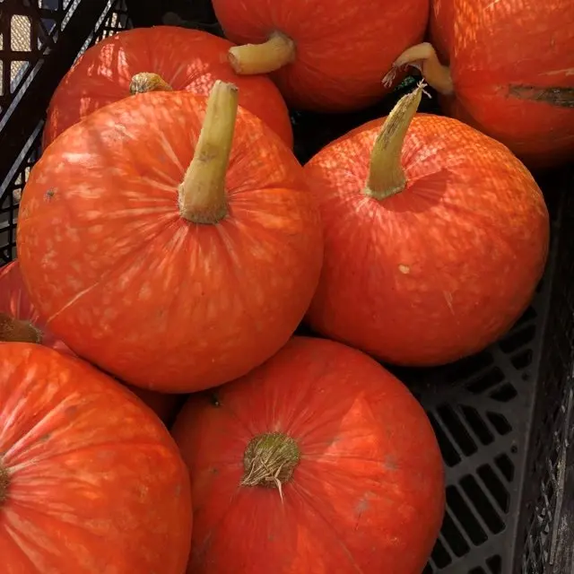 
Fresh Organic Red Kabocha Squash Pumpkin 