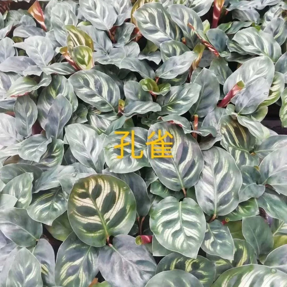 Тканевая культура саженцы растения саженцы павлина arrowroot