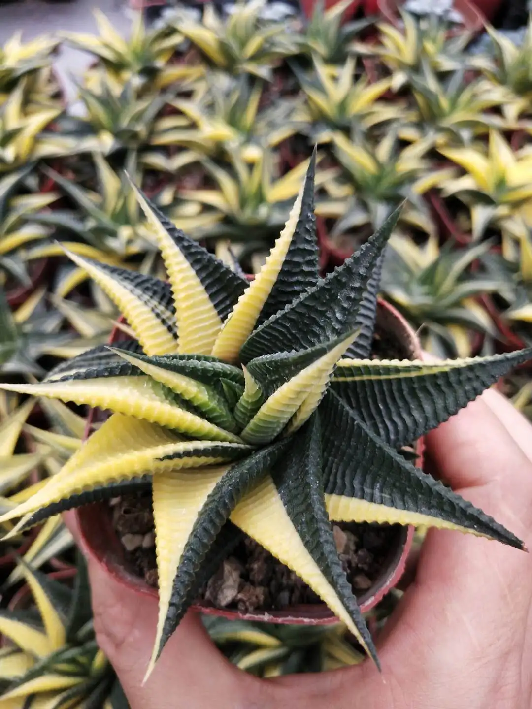  Различные кактусы и суккуленты настоящие haworthia limifolia variegata garden