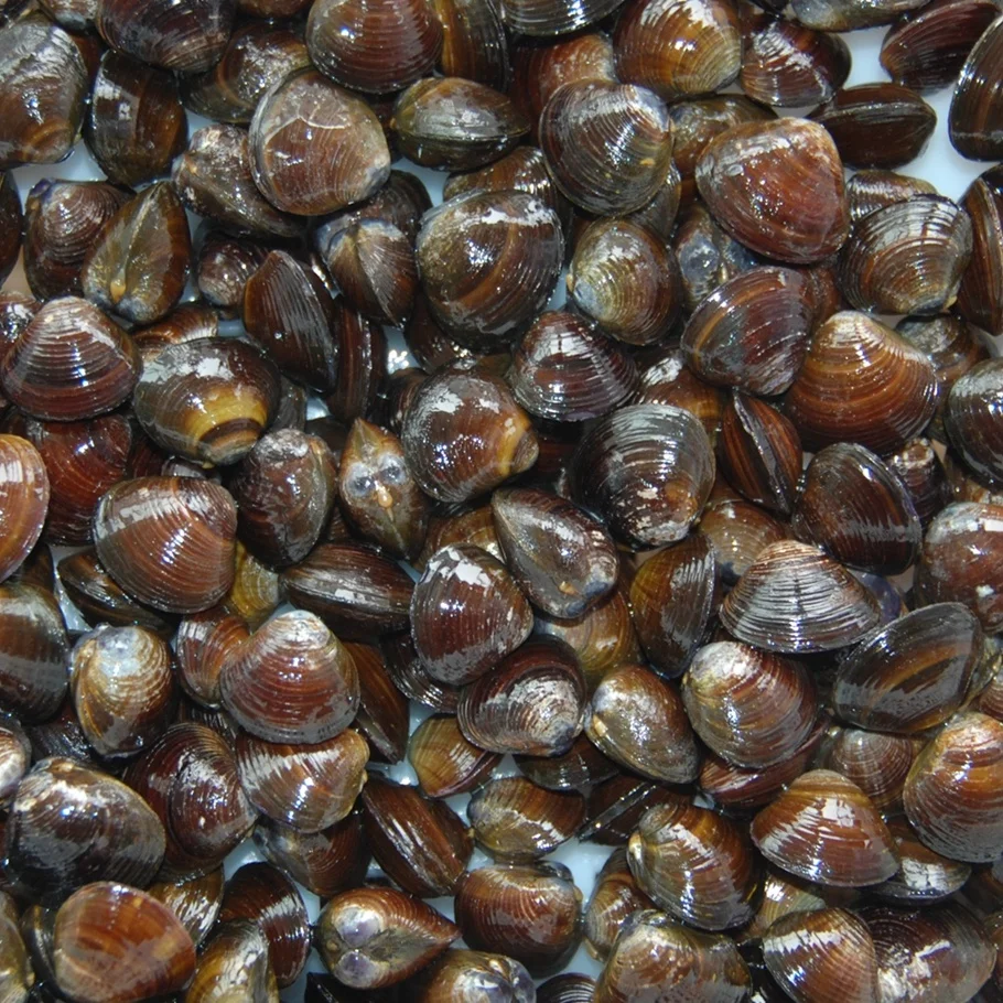 
IQF Delicious Healthy IQF Frozen Fresh Water Clams 