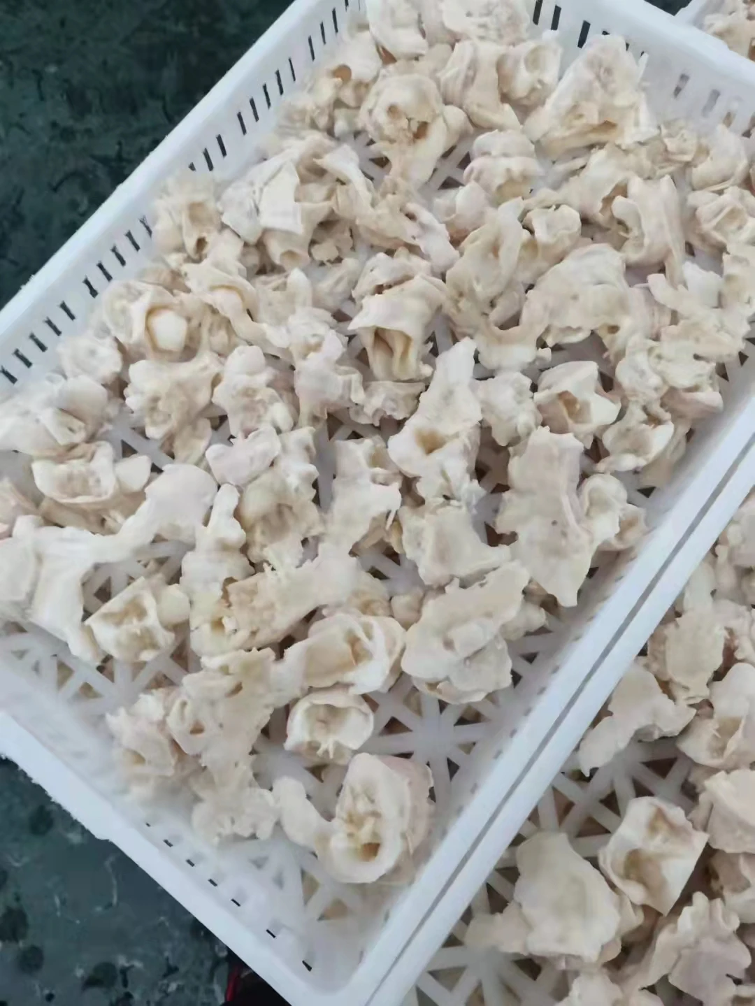 Calamari necks Dosidicus Gigas Wholesale Giant Squid neck whole cleaned squid tentacles