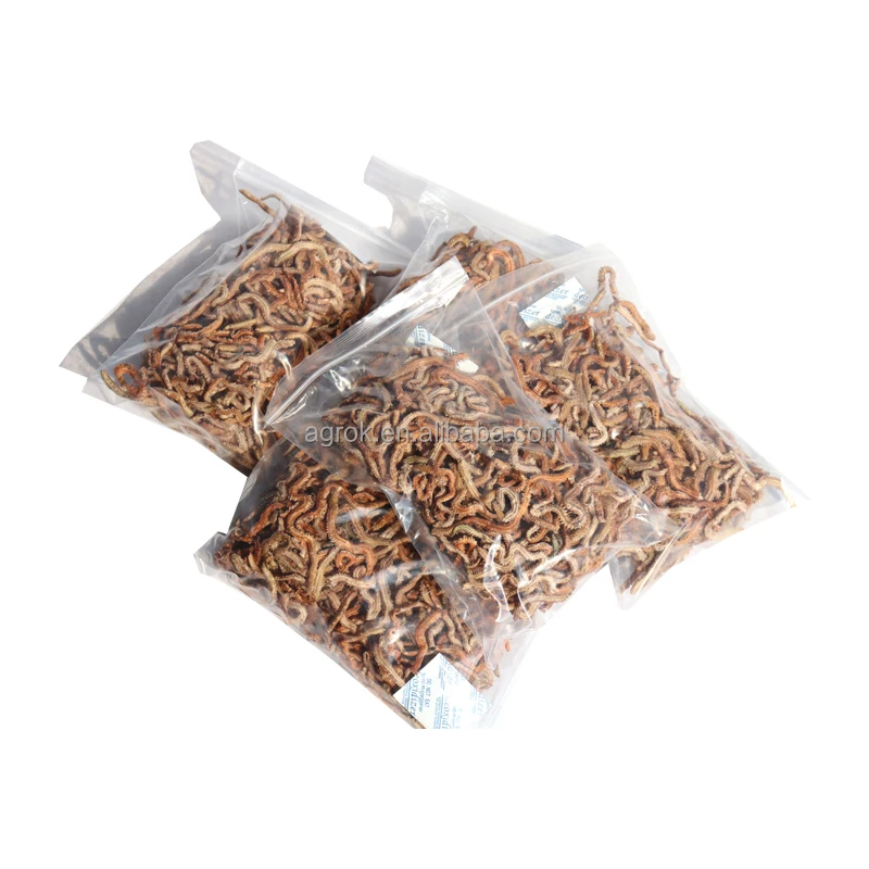ALotFish Fishing Lures Living Lugworm Fishing Bait Freeze Dried Green Lugworm Bulk Package Worms