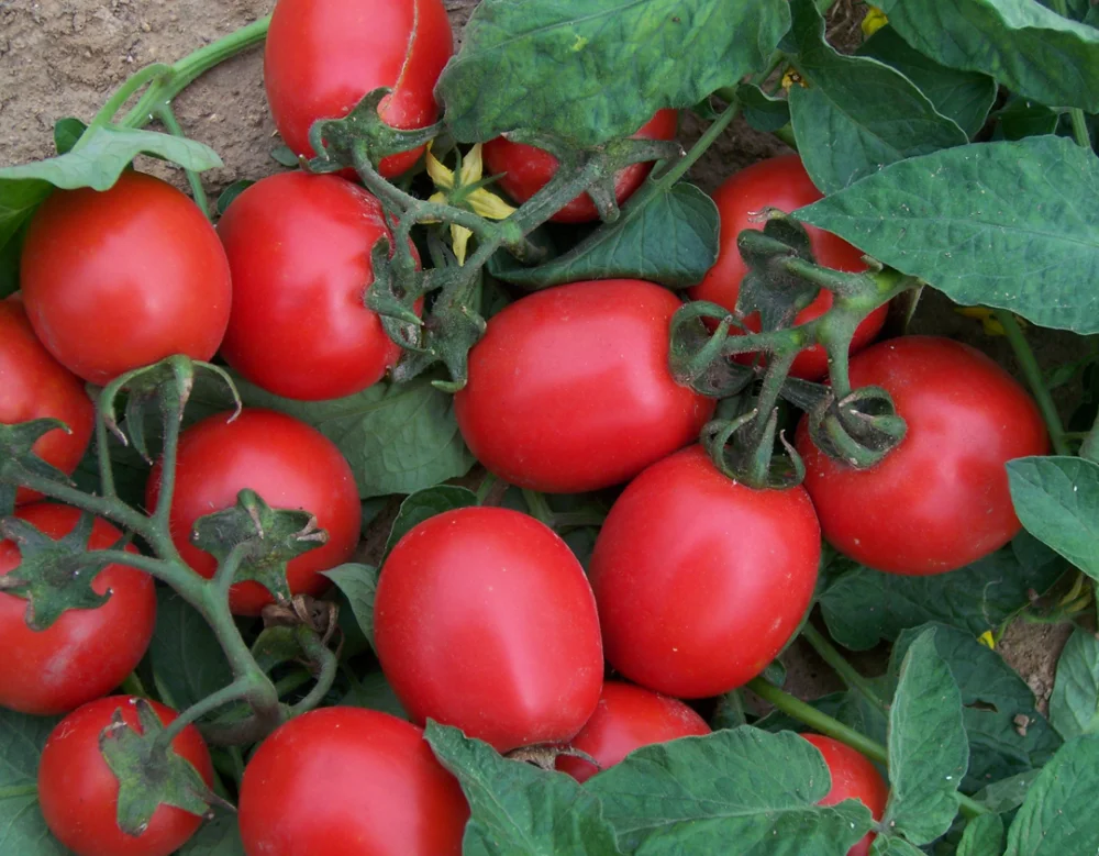 Семена томатов рома