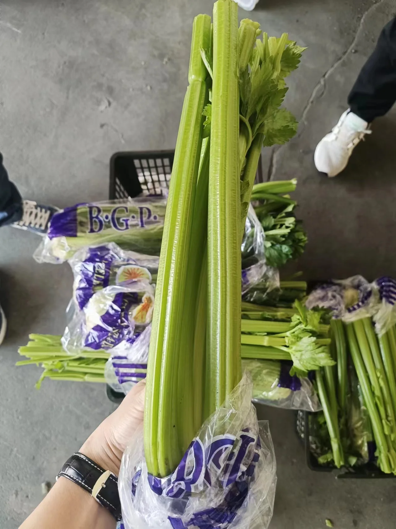 Fresh China Vegetables Nutritious Fresh Green  Celery