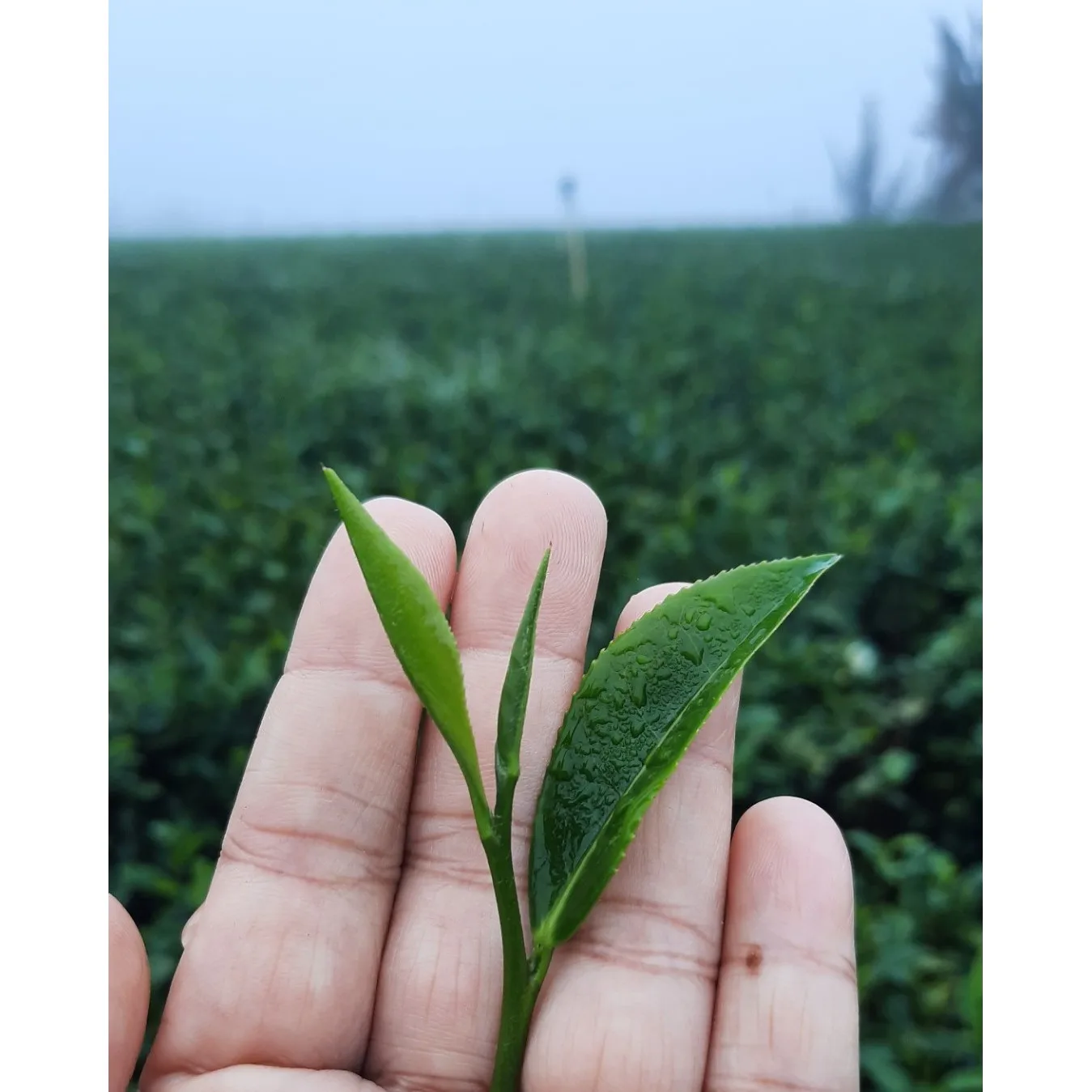 Wholesale Oolong Tea Grade 1 Flavor Processing Type Milk Tea Slimming Oolong high quality