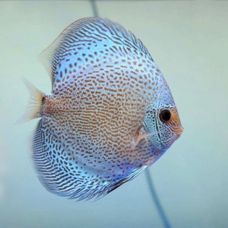 Fish - Best Selling Wholesale Discus Aquarium Fish - Live Discus Fish Various Types and Colors
