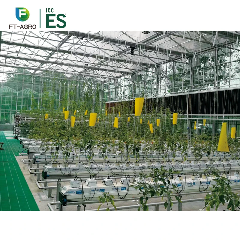 Commercial agriculture green house for tomato growing with hydroponic system