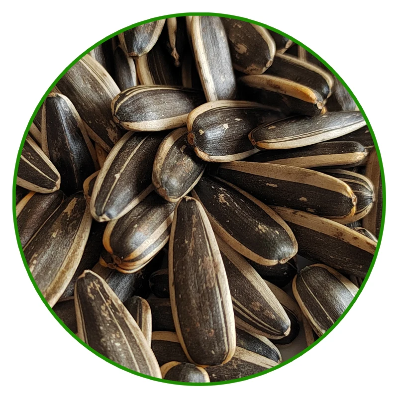 China Quality 363 Sunflower Seeds Sunflower Seed Supplier Fresh Sunflower Seeds Customizable Size